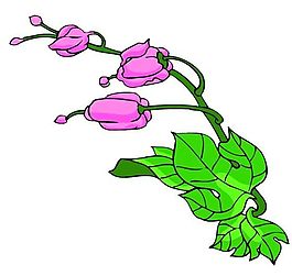花卉古典插畫