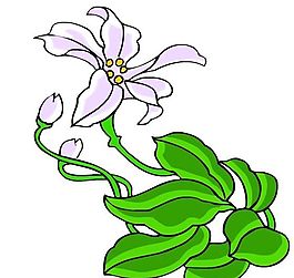 花卉古典插畫