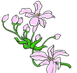 花卉古典插畫