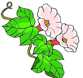 花卉古典插畫