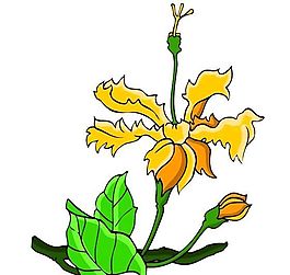 花卉古典插畫
