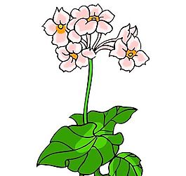 花卉古典插畫