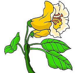 花卉古典插畫