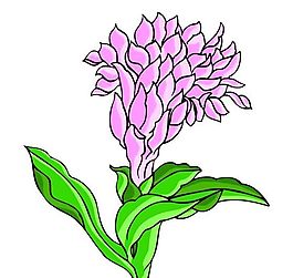 花卉古典插畫