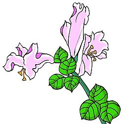 花卉古典插畫