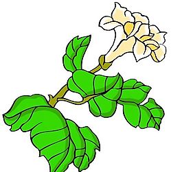花卉古典插畫