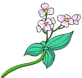 花卉古典插畫