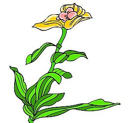 花卉古典插畫
