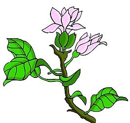 花卉古典插畫