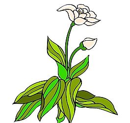 花卉古典插畫