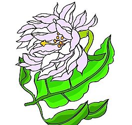花卉古典插畫