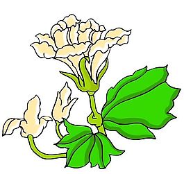花卉古典插畫
