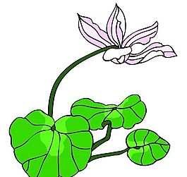 花卉古典插畫