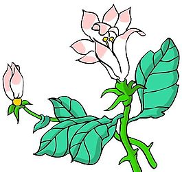 花卉古典插畫