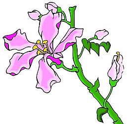 花卉古典插畫