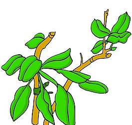 花卉古典插畫