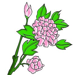 花卉古典插畫(huà)