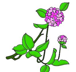 花卉古典插畫(huà)
