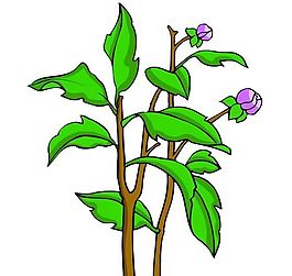 花卉古典插畫