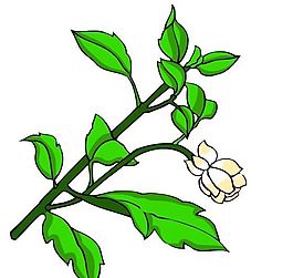 花卉古典插畫(huà)