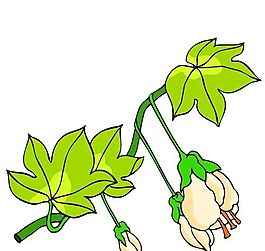花卉古典插畫