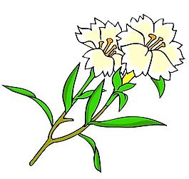 花卉古典插畫(huà)