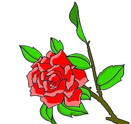 花卉古典插畫(huà)