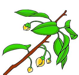花卉古典插畫
