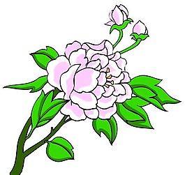 花卉古典插畫