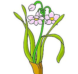 花卉古典插畫