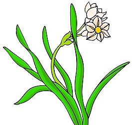花卉古典插畫(huà)