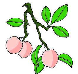 花卉古典插畫