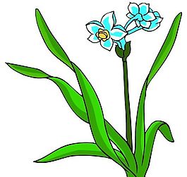 花卉古典插畫