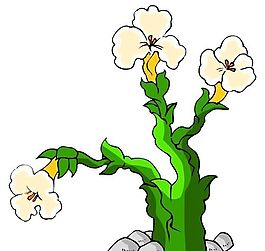 花卉古典插畫