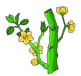 花卉古典插畫