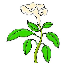 花卉古典插畫