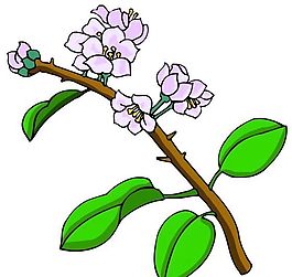 花卉古典插畫