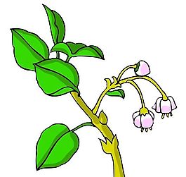 花卉古典插畫
