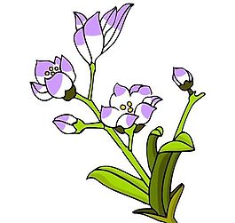 花卉古典插畫