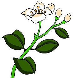 花卉古典插畫