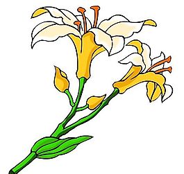 花卉古典插畫