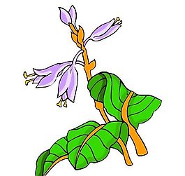 花卉古典插畫
