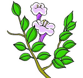花卉古典插畫