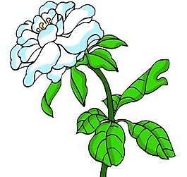 花卉古典插畫