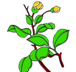 花卉古典插畫