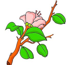 花卉古典插畫