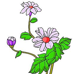 花卉古典插畫
