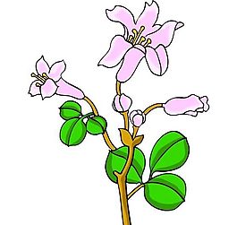 花卉古典插畫