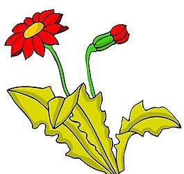 花卉古典插畫