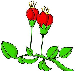 花卉古典插畫